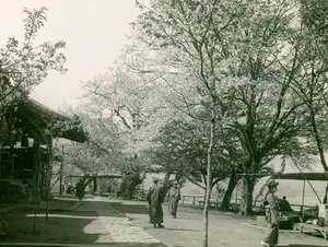 Cherry Blossoms in the Town of Otsu, Honshu Island, circa 1900 - 1915