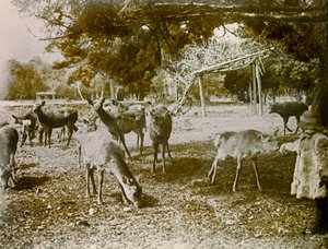 Fallow Deer on the Loose in Nara, circa 1900 - 1915