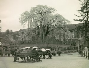 Seated Japanese Gazing at Cherry Blossoms, Kyoto, circa 1900 - 1915 by Teijiro Takagi