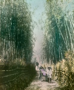 Young Woman in a Bamboo Shoot, circa 1900 - 1915 by Teijiro Takagi