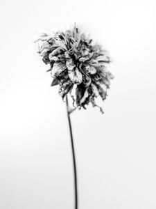 Amid the Flowers 17, 2021 by Teis Albers