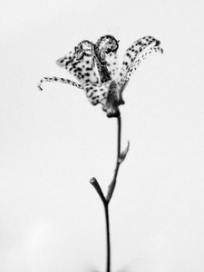 Amid the Flowers 18 by Teis Albers