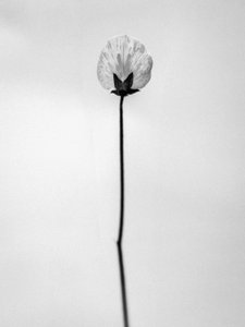 Amid the Flowers 26, 2021 by Teis Albers