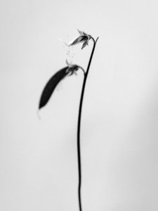 Amid the Flowers 27, 2021 by Teis Albers
