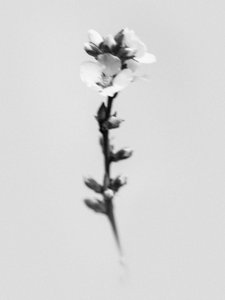Amid the Flowers 55, 2021 by Teis Albers