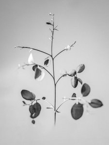 Amid the Flowers 60, 2021 by Teis Albers