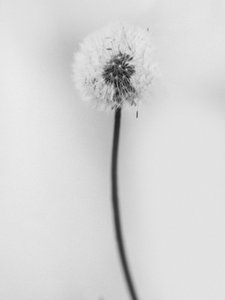 Amid the Flowers 62, 2021 by Teis Albers