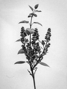 Amid the Flowers 66 by Teis Albers