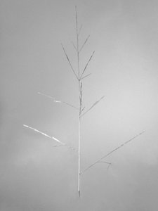 Amid the Flowers 69 by Teis Albers