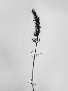 Amid the Flowers 74, 2021 by Teis Albers