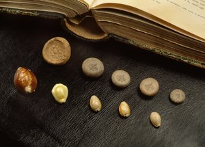 Cowrie shell money and terracotta coins from the Ayutthaya period