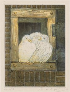 White Doves in Window