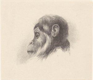 Monkey Head by Theo van Hoytema
