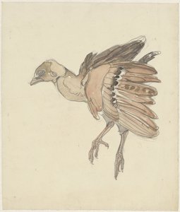 Dead Bird (Partridge?)
