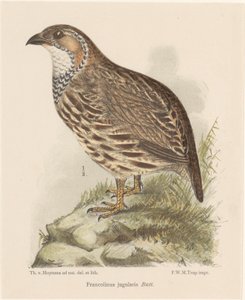 Partridge (Francolinus Jugularis)