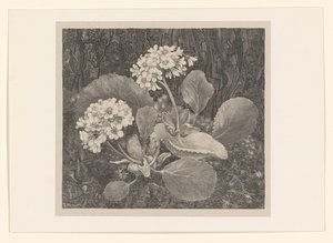 Primula in the Moss (Flower Studies)