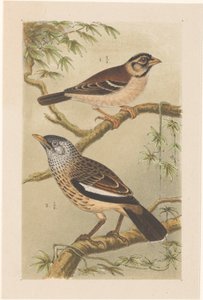 Two birds on branches by Theo van Hoytema