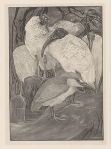 Five Ibises and a Night Heron by Theo van Hoytema