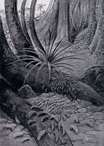 The Coushie or Leaf-Cutting Ant by Theobald Carreras