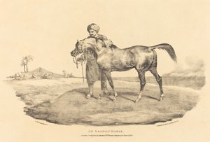 An Arabian Horse