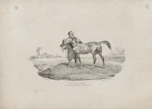 An Arabian Horse