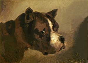 Head of a Bulldog
