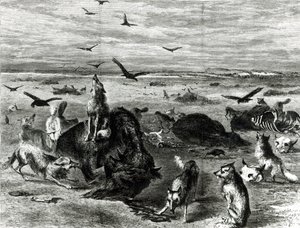 Slaughter of Buffaloes on the Plains, from Harpers Weekly 1872 by Theodore Russell Davis