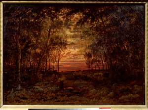 Sunset in the Forest