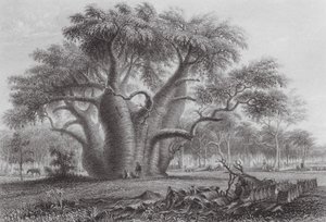 Australia: The Boab Tree