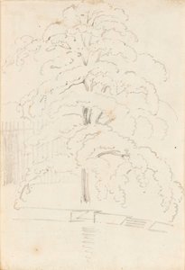 A Study of a Tree Over Water