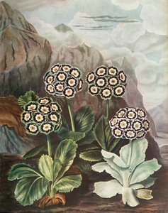 Auriculas, c1802-1821
