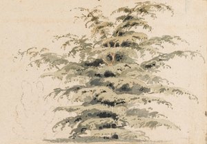 Study of a Cedar Tree