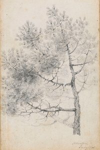 Study of a pine tree at Merton by Thomas Baxter