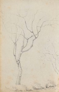 Study of small trees with low shrubs beneath them