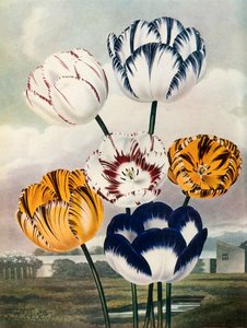 Tulips