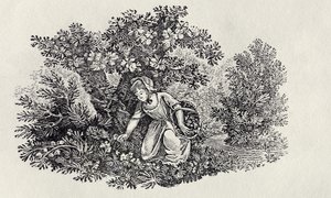 A Girl Gathering Flowers from 