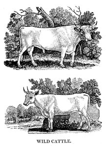 British Wild or Park Cattle, 1790