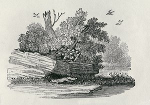 Fox Escaping, from 