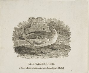 Tame Goose by Thomas Bewick