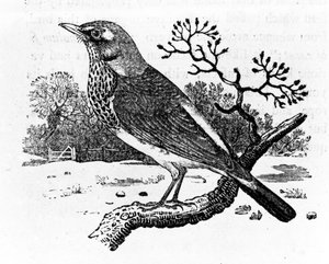 The Fieldfare, illustration from 