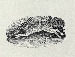 The Hare from 