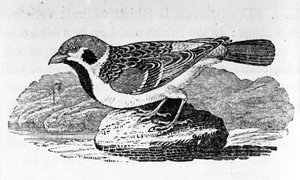 The Mountain Sparrow, Illustration from 
