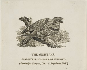 The Night-Jar