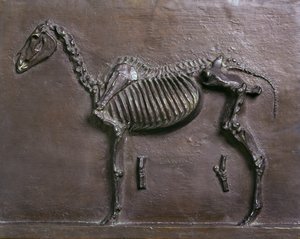 Horse Skeleton by Thomas Cowperthwait Eakins