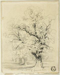 Chestnut in Greenwich Park