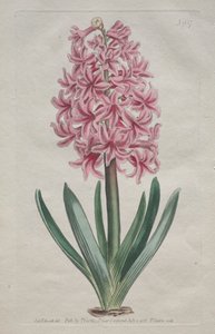The Botanical Magazine or Flower Garden Displayed: Garden Hyacinth by Thomas Curtis