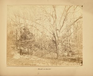 Woods in Winter by Thomas E. Jevons