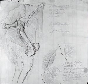 Anatomical Drawing