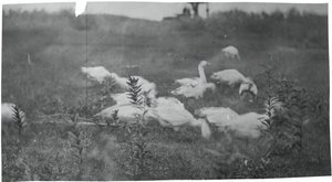 Geese at the Site of Mending the Net, Gloucester, N.J., 1881 by Thomas Eakins