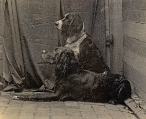 Dogs by Thomas Eakins